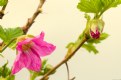 Picture Title - Salmon Berry Blooms