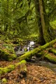 Picture Title - Woodland Stream