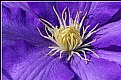 Picture Title - Clematis