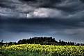 Picture Title - Colza #02