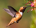 Picture Title - Allen's Male Hummingbird