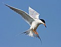 Picture Title - Forester's Tern 1