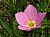 Meadow Pink