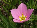 Picture Title - Meadow Pink