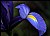 Dutch Iris