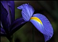 Picture Title - Dutch Iris