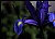 Blue Dutch Iris