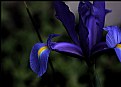 Picture Title - Blue Dutch Iris