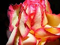 Picture Title - Composition of a rose