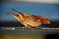Picture Title - mr.sparrow