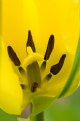 Picture Title - Tulip Naked