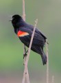 Picture Title - Red Winged Black Bird