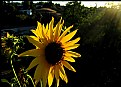 Picture Title - Sunshine Sunflower