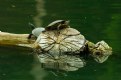 Picture Title - Turtles on a Log