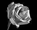 Picture Title - Rose #07-2 (M)
