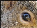 Picture Title - Squirrels View