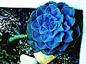 Picture Title - Blue Flower