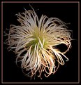Picture Title - Clematis seed head