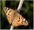 Picture Title - Painted Lady Vanessa