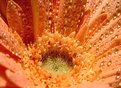 Picture Title - Gerbera