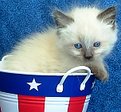 Picture Title - An American Siamese Kitty