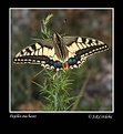 Picture Title - Papilio machaon