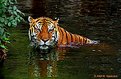 Picture Title - Siberian Tiger  (723-6)