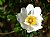 Cherokee Rose