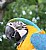 Macaws