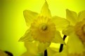 Picture Title - Daffodil