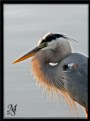 Picture Title - Blue Heron