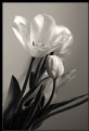 Picture Title - B&W Tulips