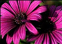 Picture Title - African Daisy Magenta