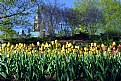 Picture Title - Tulip Festival