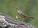 Picture Title - California Thrasher