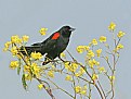 Picture Title - Red-winged Black Bird