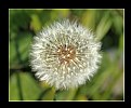 Picture Title - Dandelion