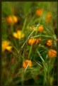 Picture Title - Rain II - Tall Grass