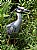 Yellow Crowned Night Heron