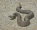 Picture Title - Northern Pacific Rattlesnake 