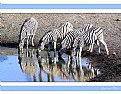 Picture Title - Zebra's Etosha Park