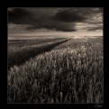 Picture Title - fields of rye