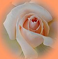 Picture Title - a rose for Julie!!!!