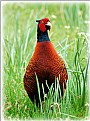 Picture Title - cock pheasant