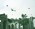 Picture Title - Birds & Ruins