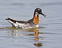 Picture Title - Red-necked Phalarope