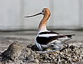 Picture Title - Nesting Avocet