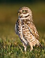 Picture Title - Burrowing Owl 1