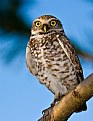 Picture Title - Burrowing Owl 2