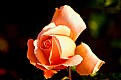 Picture Title - A Peach Of A Rose